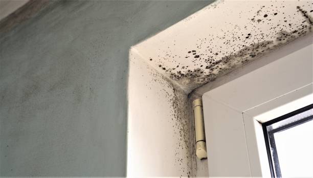 Mold Removal for HVAC Installations in Lockhart, FL