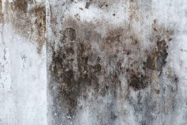 Best Indoor Air Quality Assessment  in Lockhart, FL