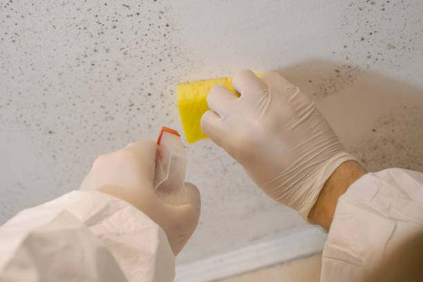 Best Attic Mold Removal  in Lockhart, FL