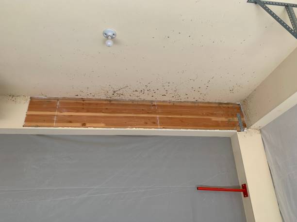 Best Dehumidification Services  in Lockhart, FL
