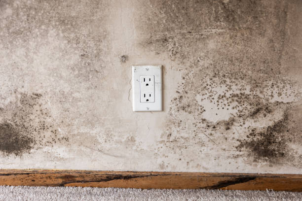 Best Air Quality Testing for Mold Spores  in Lockhart, FL