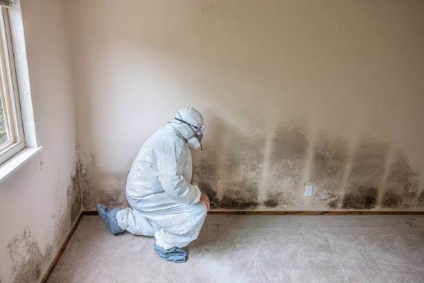 Best Industrial Mold Remediation  in Lockhart, FL