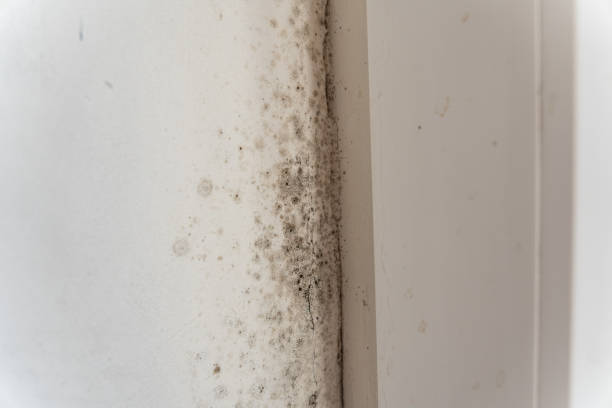 Best Commercial Mold Inspection  in Lockhart, FL