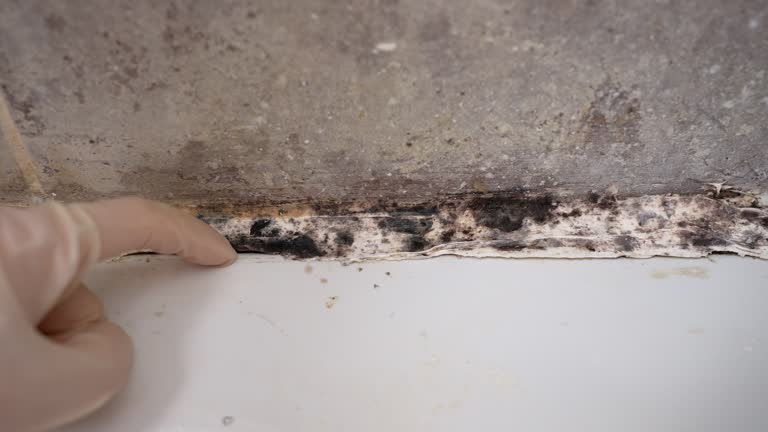  Lockhart, FL Mold Removal Pros