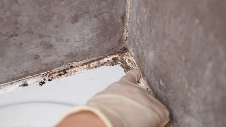 Best Post-Construction Mold Inspection  in Lockhart, FL